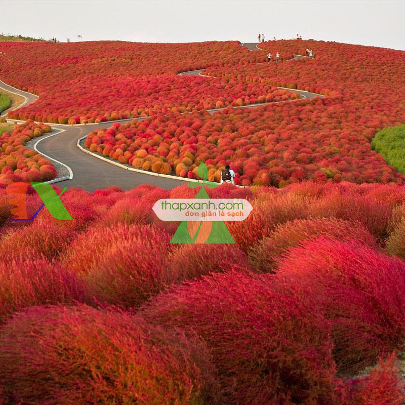 Hạt giống Cỏ Đổi Màu (Kochia)