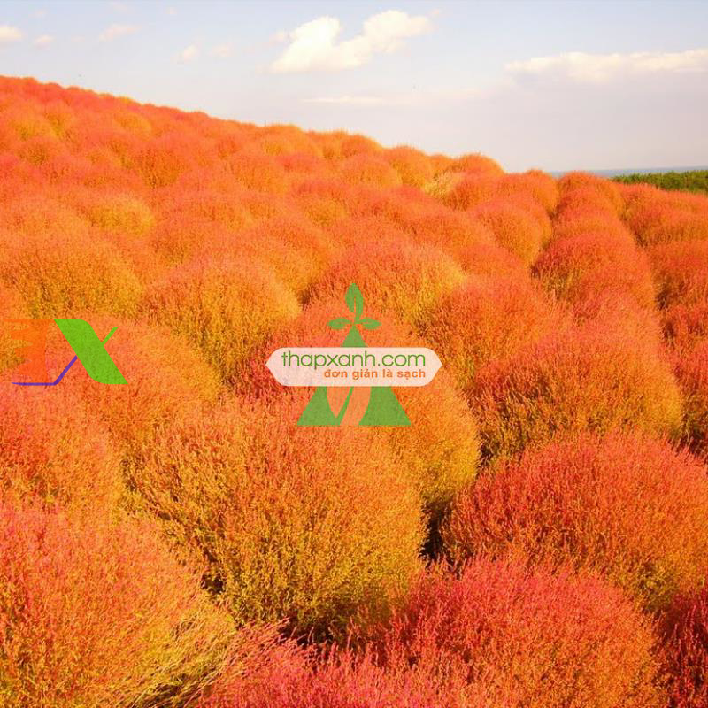 Hạt giống Cỏ Đổi Màu (Kochia)