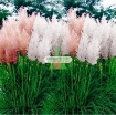 รูปภาพของ Hạt giống hoa Lau Cảnh (Cortaderia Selloana)