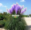 รูปภาพของ Hạt giống hoa Lau Cảnh (Cortaderia Selloana)
