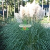 รูปภาพของ Hạt giống hoa Lau Cảnh (Cortaderia Selloana)