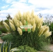 รูปภาพของ Hạt giống hoa Lau Cảnh (Cortaderia Selloana)