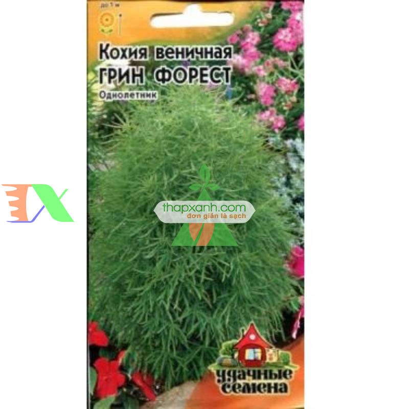 Hạt giống Cỏ Đổi Màu (Kochia)