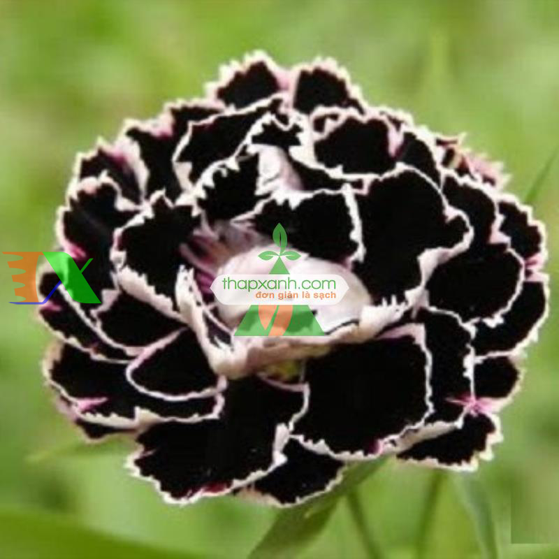 Hạt giống hoa Cẩm Chướng đen