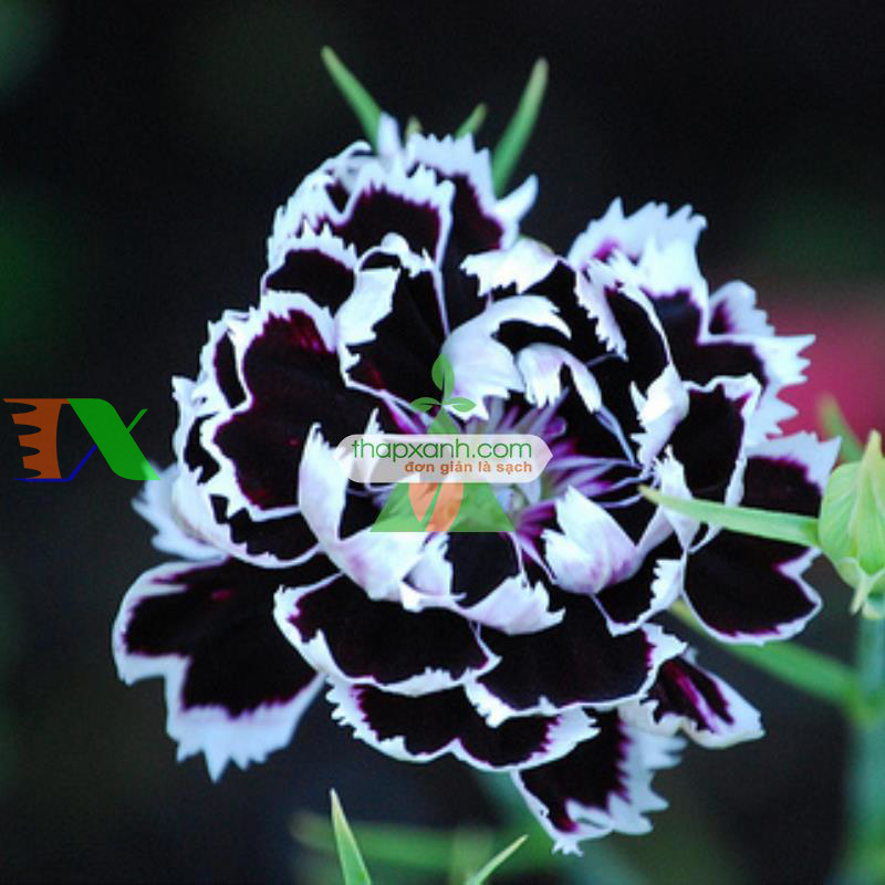 Hạt giống hoa Cẩm Chướng đen