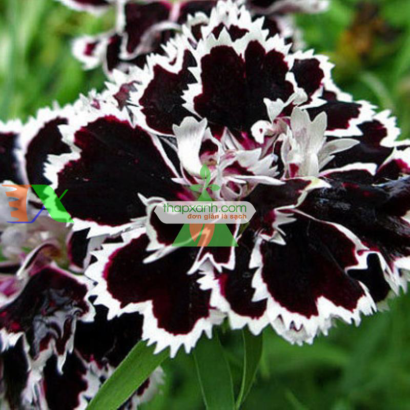Hạt giống hoa Cẩm Chướng đen