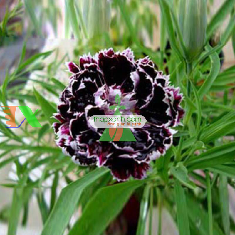 Hạt giống hoa Cẩm Chướng đen