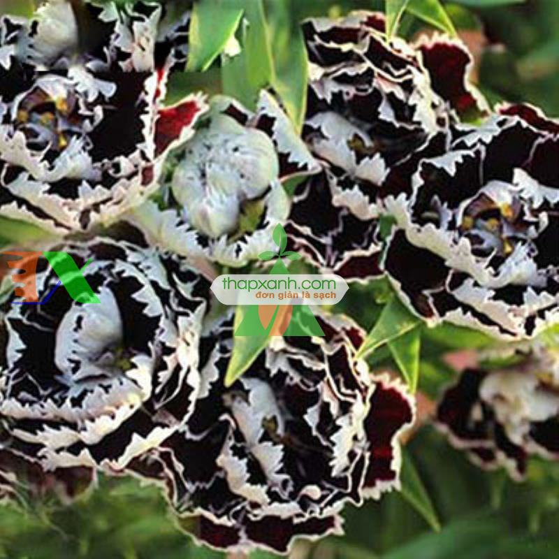Hạt giống hoa Cẩm Chướng đen