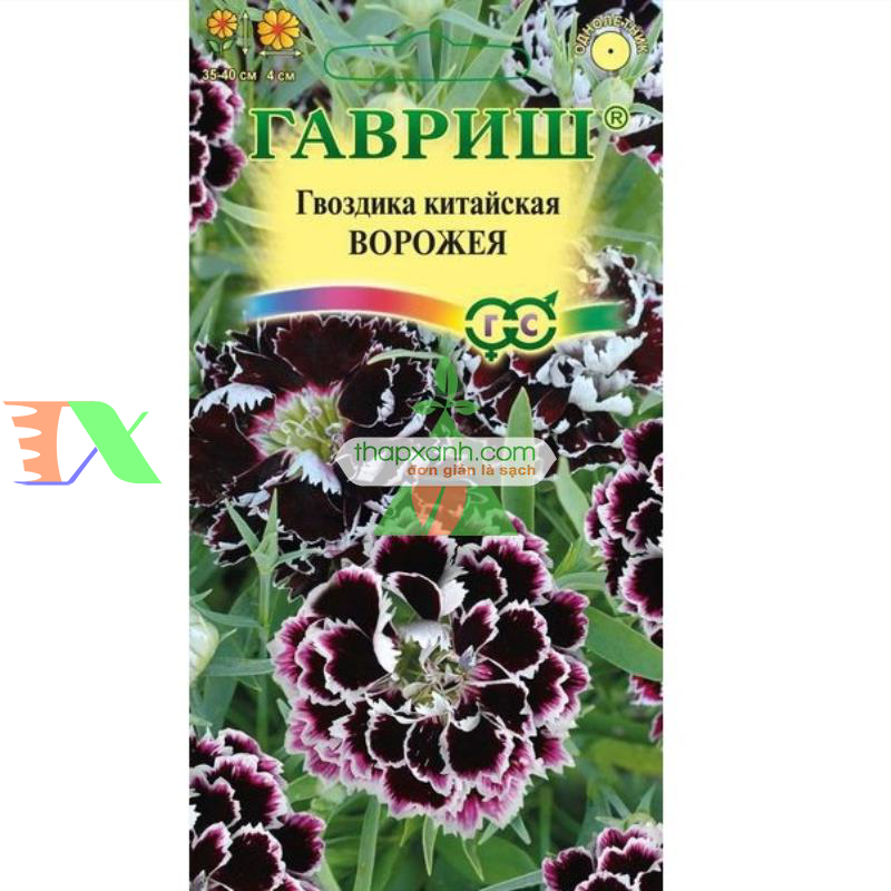 Hạt giống hoa Cẩm Chướng đen