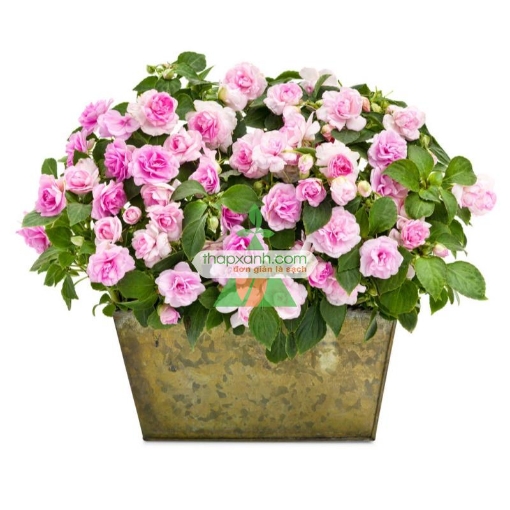 Ảnh của Hạt giống hoa Ngọc Thảo (Mai địa thảo) kép mix