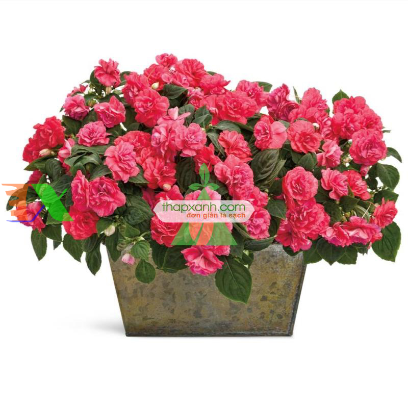 Hạt giống hoa Ngọc Thảo (Mai địa thảo) kép mix