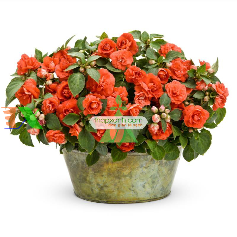 Hạt giống hoa Ngọc Thảo (Mai địa thảo) kép mix