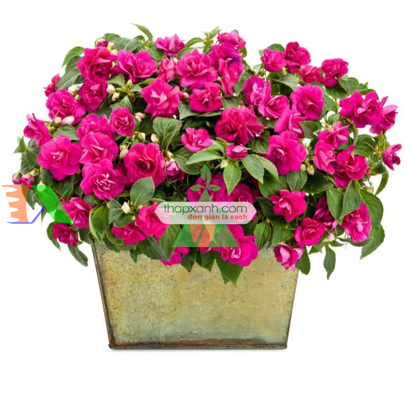 Hạt giống hoa Ngọc Thảo (Mai địa thảo) kép mix