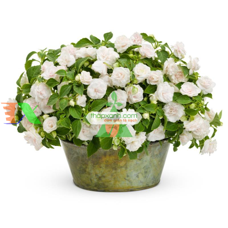 Hạt giống hoa Ngọc Thảo (Mai địa thảo) kép mix