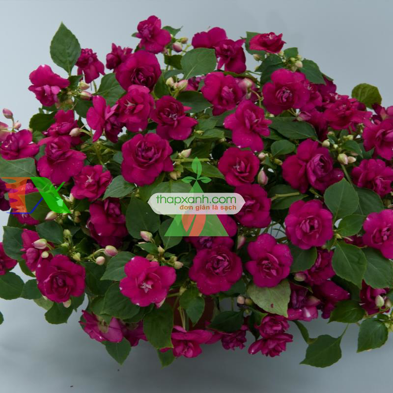 Hạt giống hoa Ngọc Thảo (Mai địa thảo) kép mix