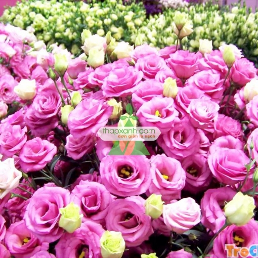 Gambar Hạt giống Hoa Cát Tường (phớt hồng) Nga