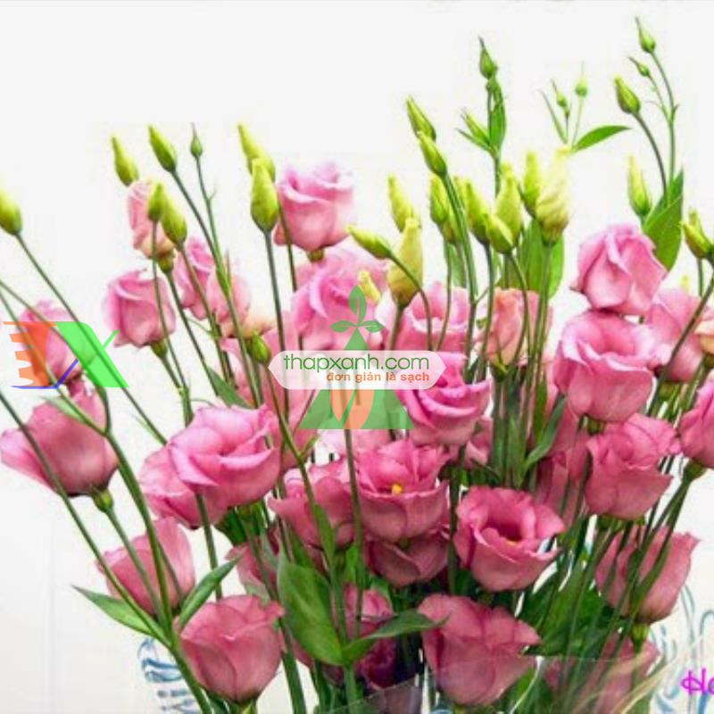 Hạt giống Hoa Cát Tường (phớt hồng)