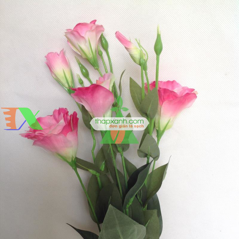 Hạt giống Hoa Cát Tường (phớt hồng)