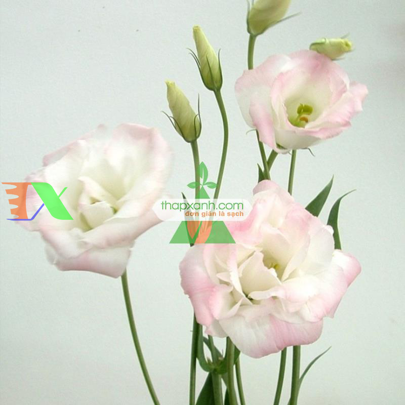 Hạt giống Hoa Cát Tường (phớt hồng)