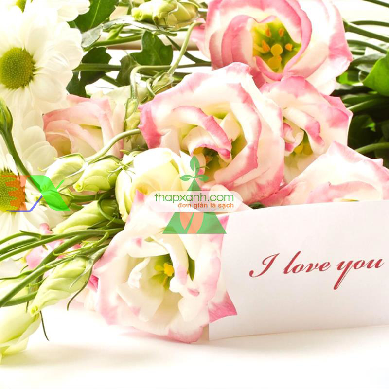 Kỹ thuật trồng và chăm sóc hoa Cát Tường