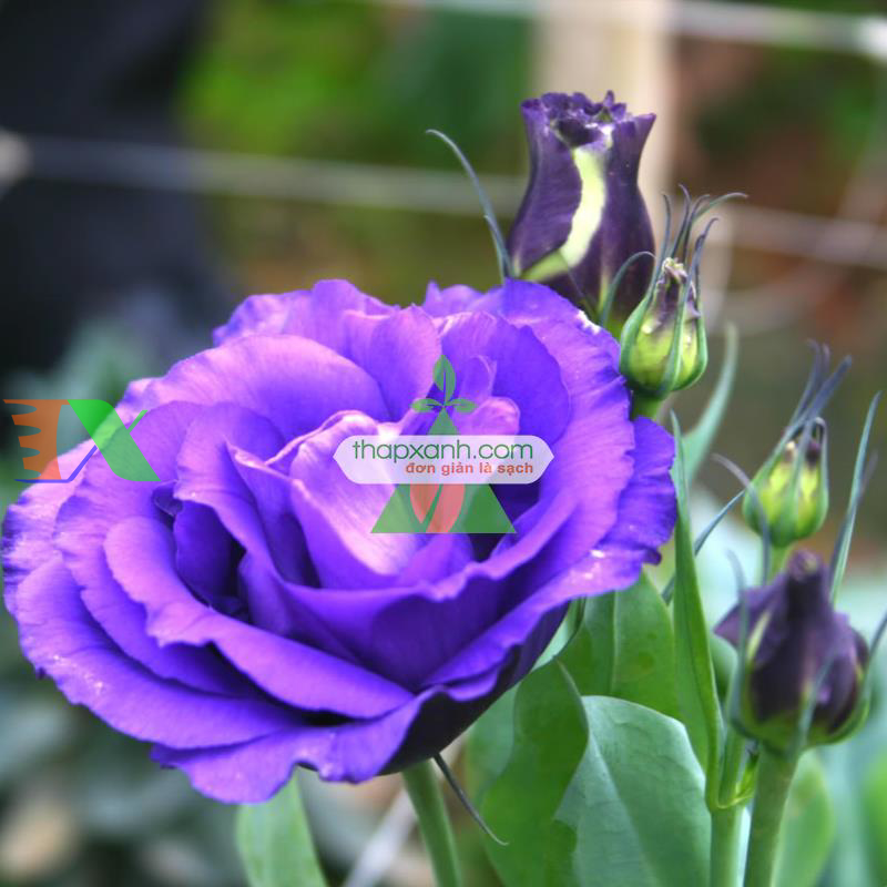 Hạt giống Hoa Cát Tường (xanh tím)