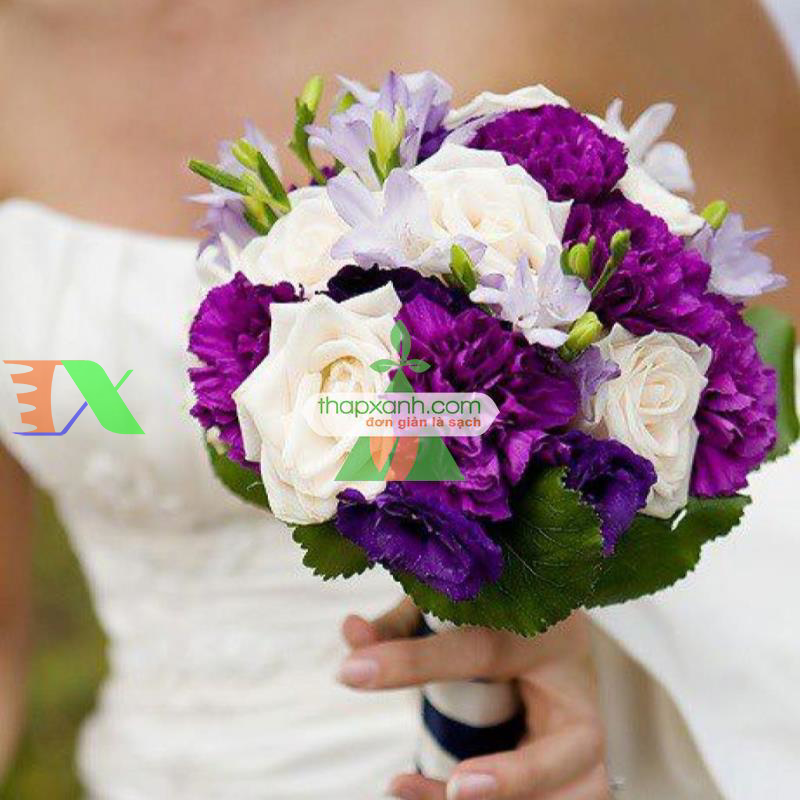 Hạt giống Hoa Cát Tường (xanh tím)