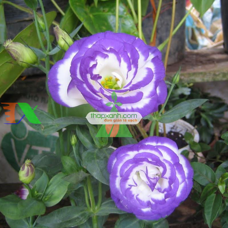 Kỹ thuật trồng và chăm sóc hoa Cát Tường