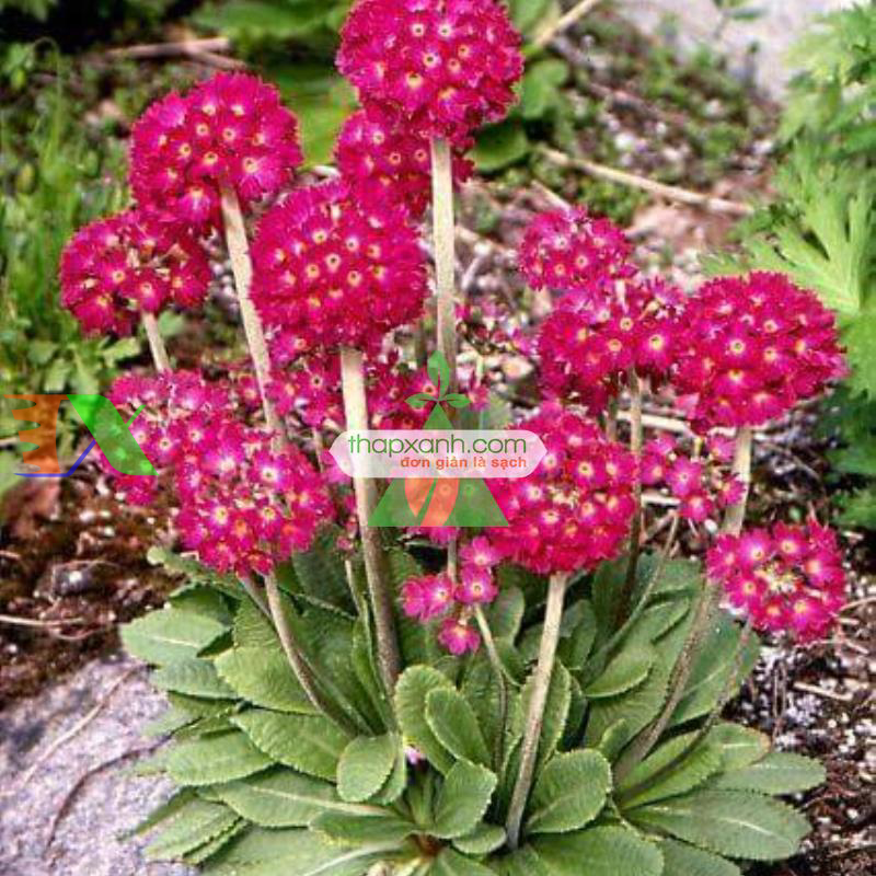 Hạt giống hoa Ngọc Trâm hình cầu mix