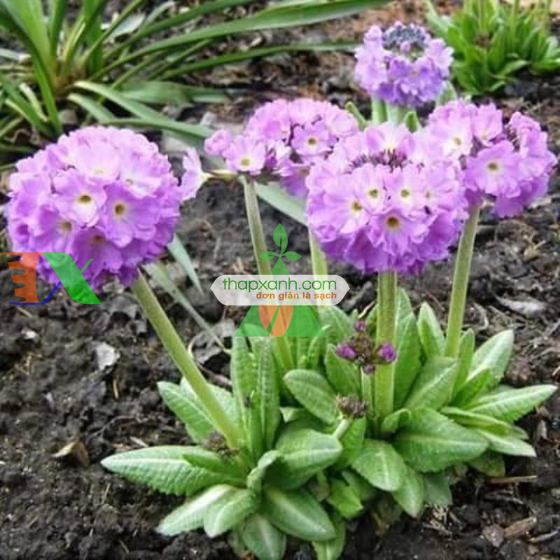 Hạt giống hoa Ngọc Trâm hình cầu mix