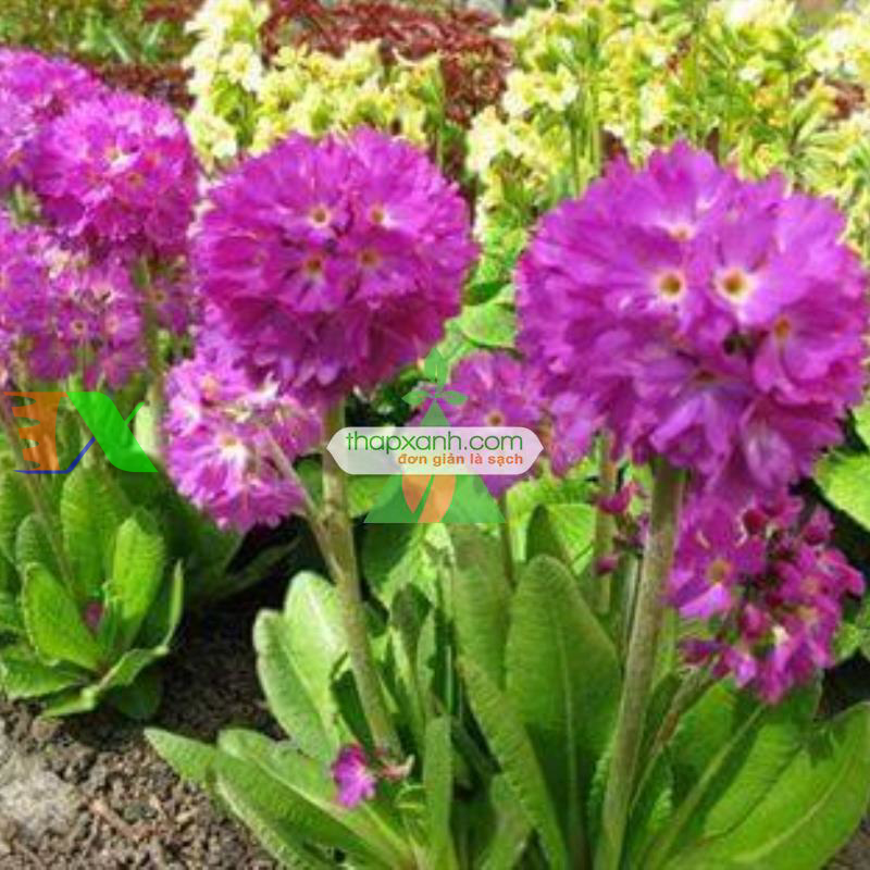 Hạt giống hoa Ngọc Trâm hình cầu mix