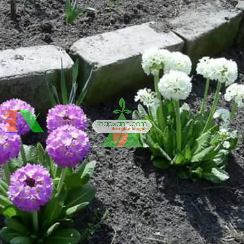 Hạt giống hoa Ngọc Trâm hình cầu mix