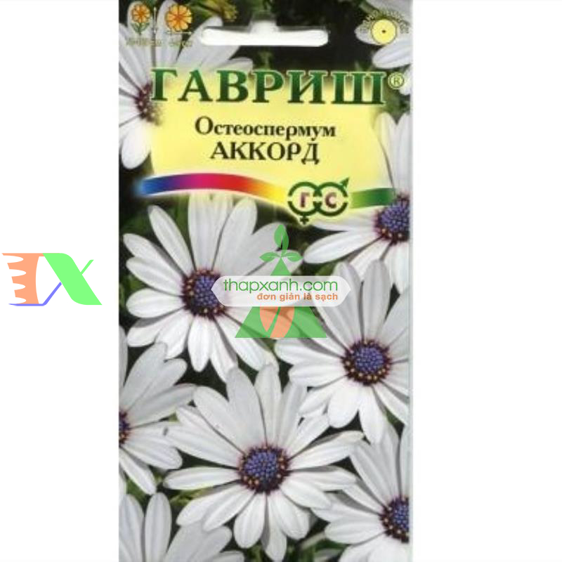 Hạt giống hoa Cúc Châu Phi (trắng)