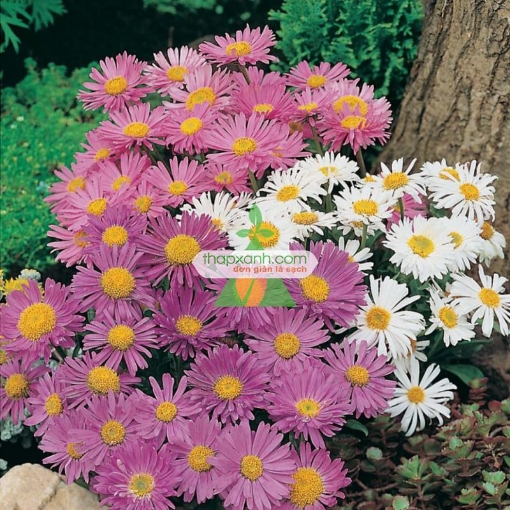 Gambar Hạt giống hoa Cúc Anh Thảo mix
