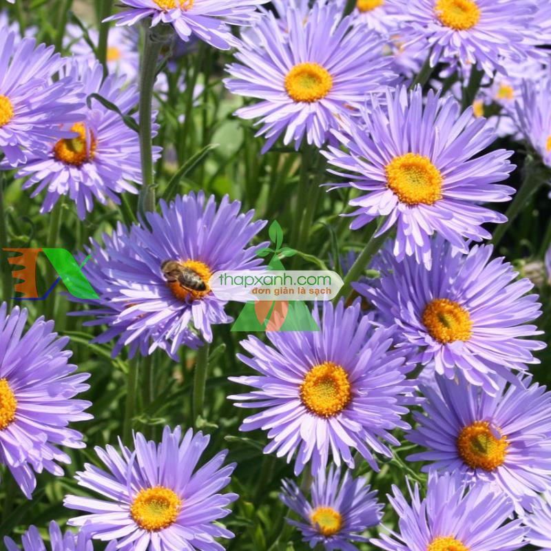 Hạt giống hoa Cúc Anh Thảo mix