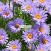 Gambar Hạt giống hoa Cúc Anh Thảo mix