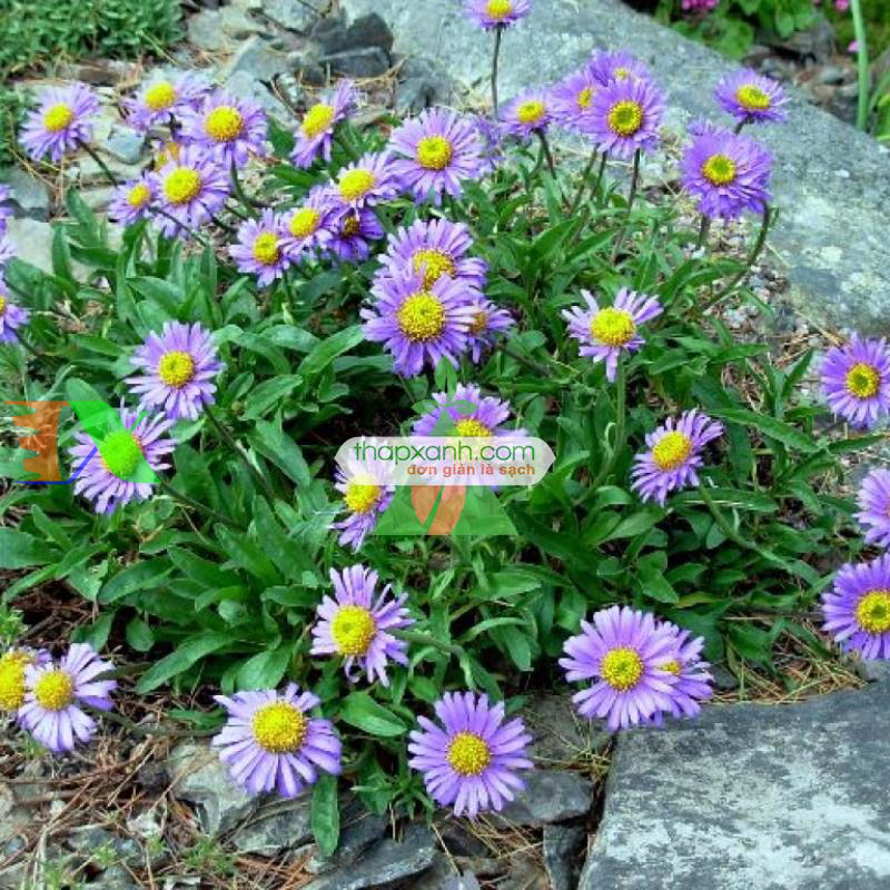 Hạt giống hoa Cúc Anh Thảo mix