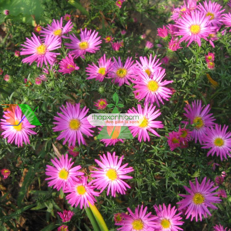 Hạt giống hoa Cúc Anh Thảo mix