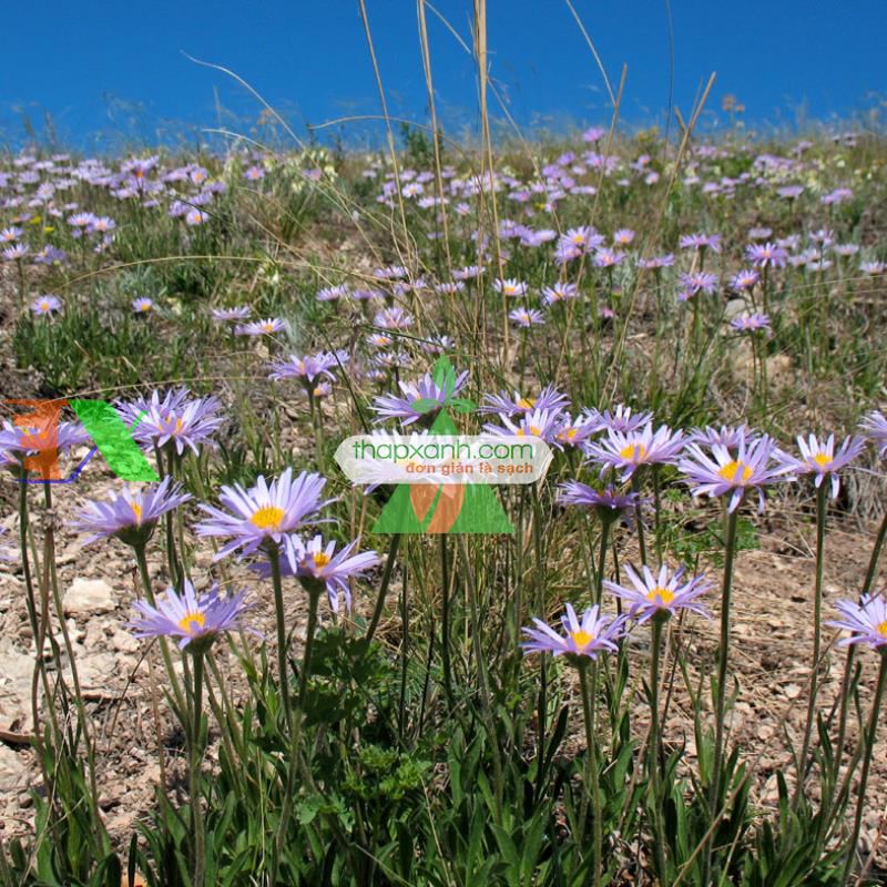 Hạt giống hoa Cúc Anh Thảo mix