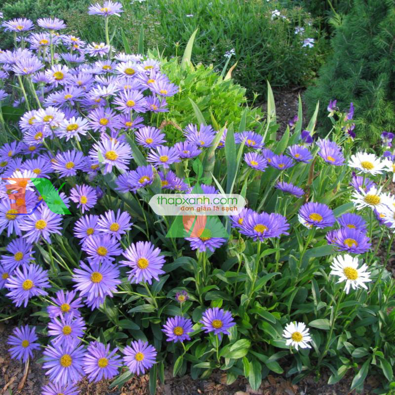 Hạt giống hoa Cúc Anh Thảo mix