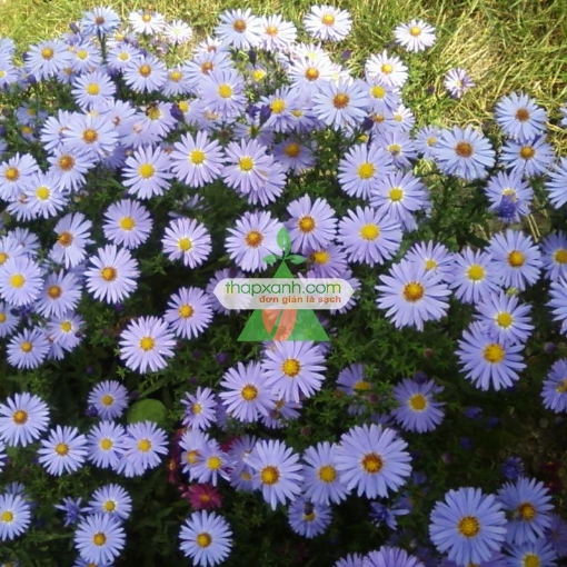 Gambar Hạt giống hoa Cúc Anh Thảo trắng