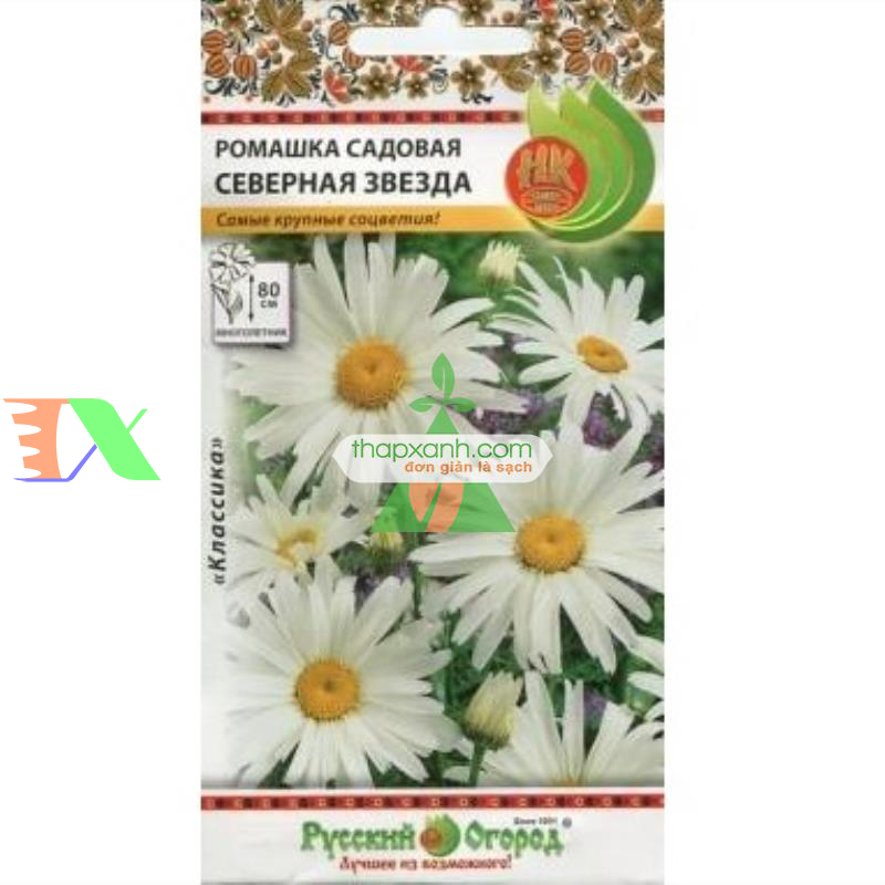 Hạt giống hoa Cúc Anh Thảo trắng