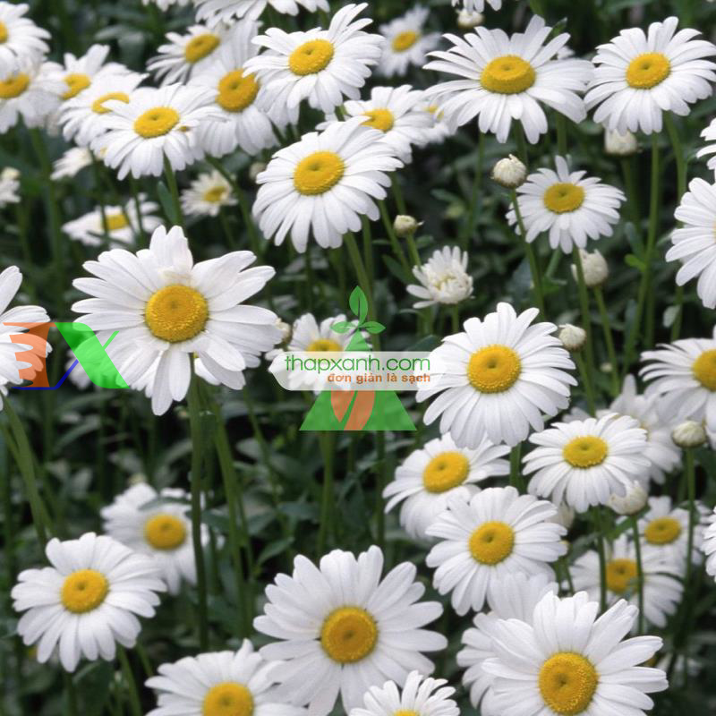 Hạt giống hoa Cúc Anh Thảo trắng