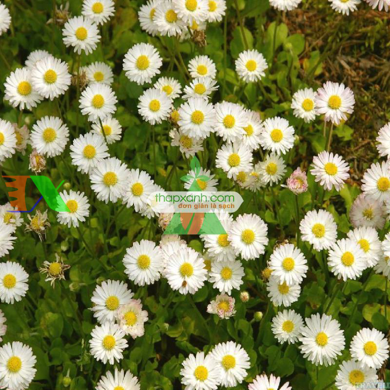 Hạt giống hoa Cúc Anh Thảo trắng