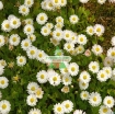 Gambar Hạt giống hoa Cúc Anh Thảo trắng