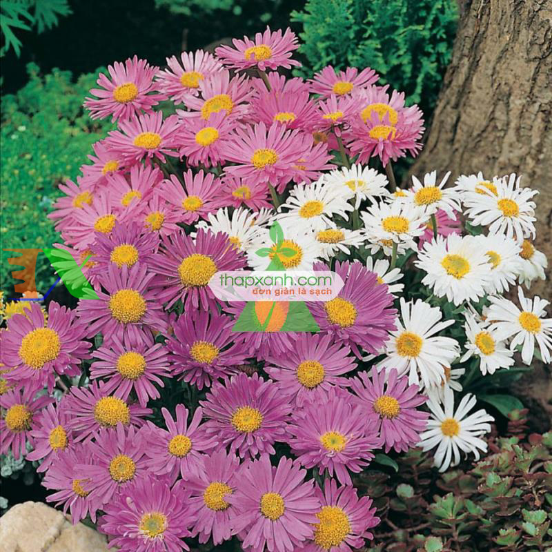 Hạt giống hoa Cúc Anh Thảo hồng