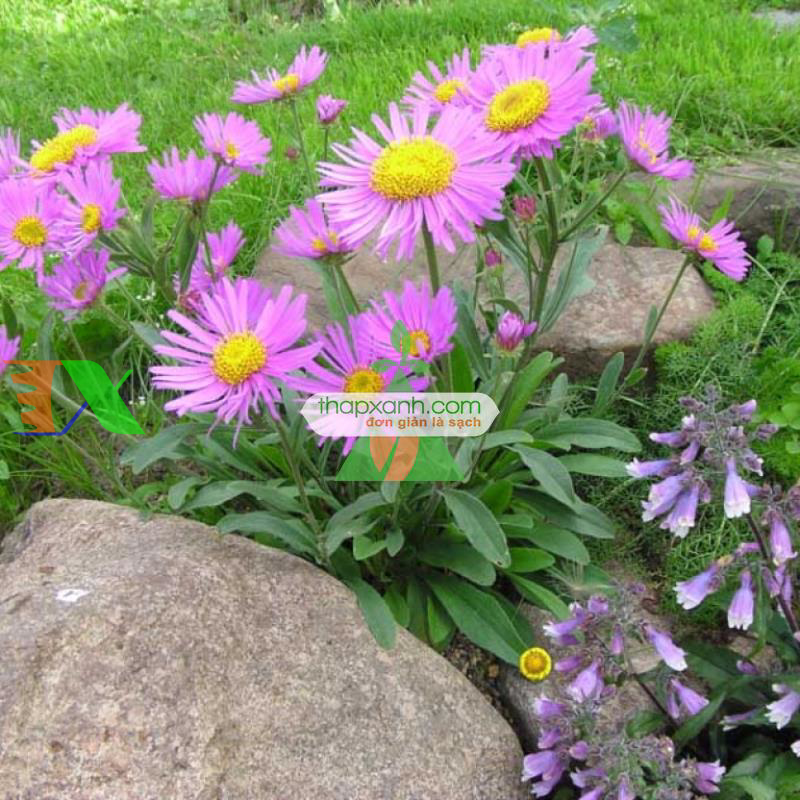 Hạt giống hoa Cúc Anh Thảo hồng