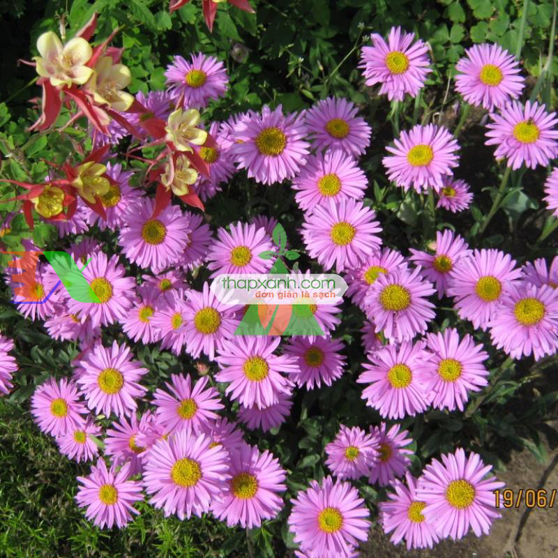 Hạt giống hoa Cúc Anh Thảo hồng