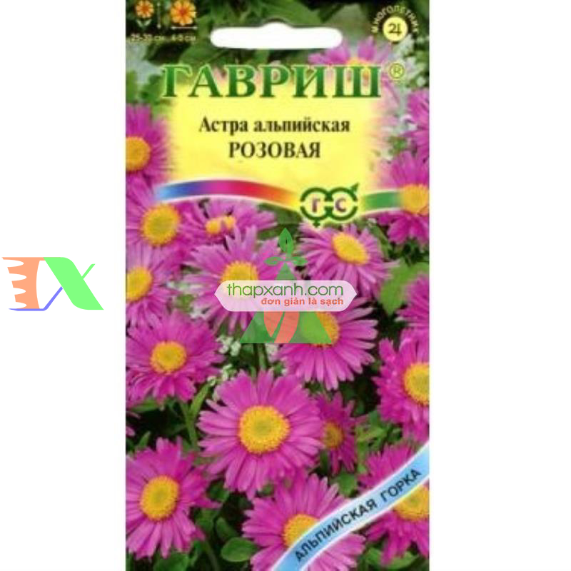 Hạt giống hoa Cúc Anh Thảo hồng