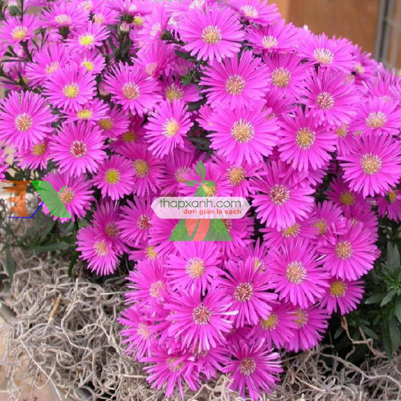 Hạt giống hoa Cúc Anh Thảo mix