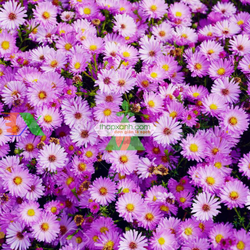 Hạt giống hoa Cúc Anh Thảo hồng